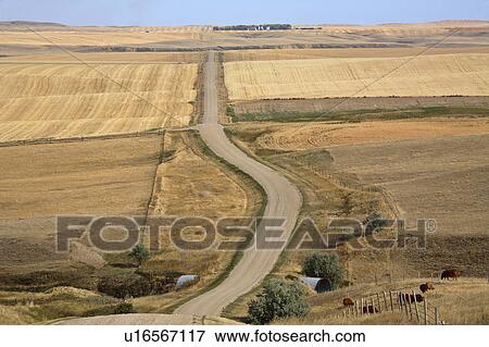 Stock Photo -  scenic view crop fields country road flatlands. Fotosearch