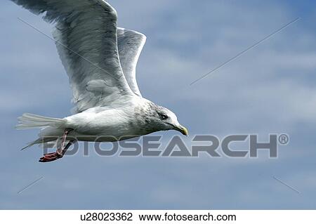 seagull flying closeup lake winnipeg manitoba View Large Photo Image Stock Image - seagull flying closeup lake winnipeg manitoba. Fotosearch