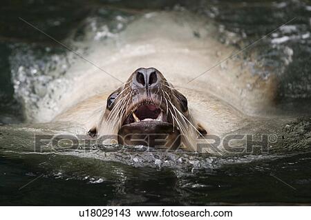Stock Image -  sealion swimming vancouver aquarium in stanley. Fotosearch