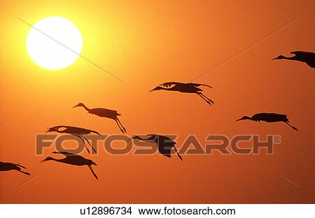 silhouette nature sun animal avian birds bright View Large Photo Image Picture - silhouette nature sun animal avian birds bright. Fotosearch