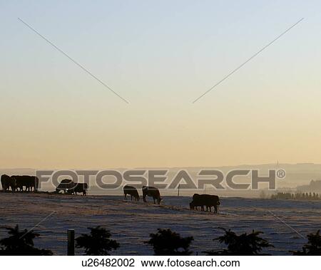 Stock Image -  silhouette sun cow bovine steer graze eating. Fotosearch