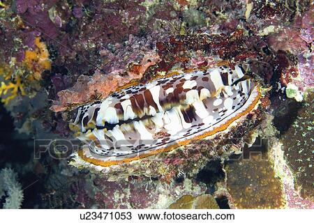 spondylus or thorny oyster shell showing mantle View Large Photo Image Stock Image - spondylus or thorny oyster shell showing mantle. Fotosearch