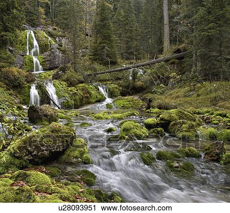 Stock Image -  spring forest foliage haifa israel italy trento. Fotosearch