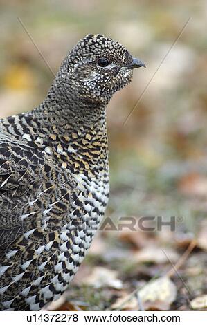 spruce grouse chick hecla island manitoba canada View Large Photo Image Stock Photo - spruce grouse chick hecla island manitoba canada. Fotosearch