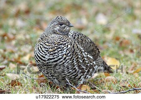 spruce grouse hecla island manitoba canada View Large Photo Image Stock Photography - spruce grouse hecla island manitoba canada. Fotosearch