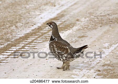 Stock Photo -  spruce grouse walking logging road fool hen game. Fotosearch