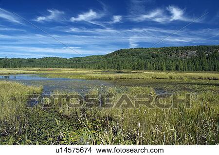summer beautiful algonquin day provincial park View Large Photo Image Picture - summer beautiful algonquin day provincial park. Fotosearch