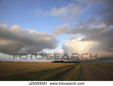 summer clouds forming in scenic ripening grain View Large Photo Image Stock Image - summer clouds forming in scenic ripening grain . Fotosearch