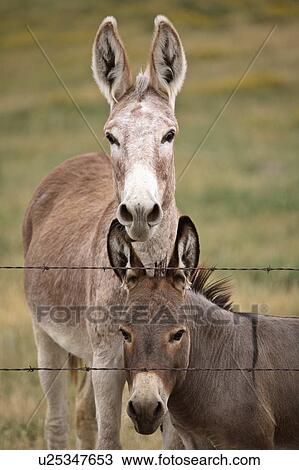 summer mother young donkey in scenic donkeys View Large Photo Image Stock Image - summer mother young donkey in scenic donkeys . Fotosearch