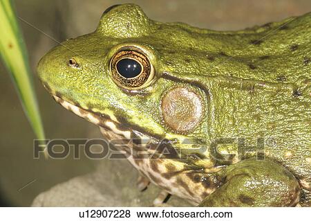 Stock Photo -  summer nature green frog rana clamitans melanota . Fotosearch