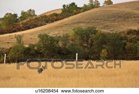 summer nature young coyote in field standing View Large Photo Image Picture - summer nature young coyote in field standing . Fotosearch