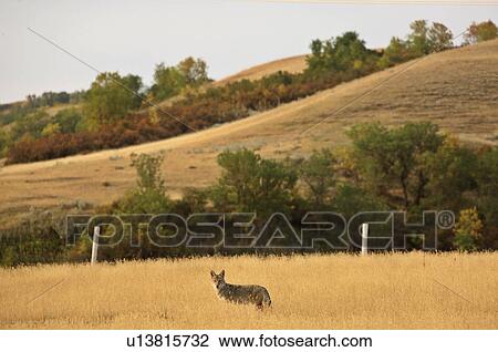 Stock Image -  summer nature young coyote in field standing . Fotosearch