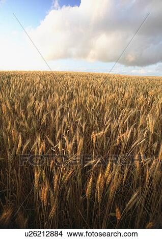 Picture -  summer ripening grain crop in scenic wheat rural . Fotosearch