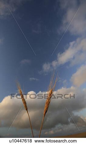 summer ripening grain in scenic wheat crop rural View Large Photo Image Stock Photo - summer ripening grain in scenic wheat crop rural . Fotosearch