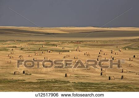 summer straw bales storm clouds in scenic dark View Large Photo Image Stock Photograph - summer straw bales storm clouds in scenic dark . Fotosearch