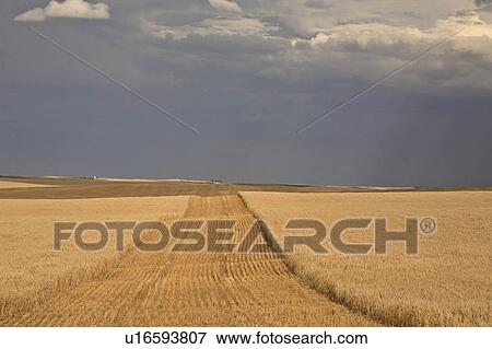 summer wheat fields storm clouds in scenic dark View Large Photo Image Stock Photo - summer wheat fields storm clouds in scenic dark . Fotosearch