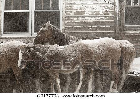 summer winter horses in mare pasture View Large Photo Image Stock Image - summer winter horses in mare pasture. Fotosearch