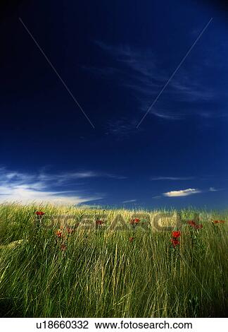 Stock Image -  tiger lily grasslands north dakota nd august. Fotosearch