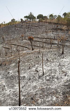 timor leste slash burn farming in east asia View Large Photo Image Stock Image - timor leste slash burn farming in east asia. Fotosearch