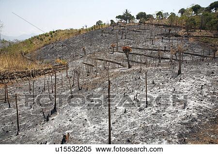 Stock Photography -  timor leste slash burn farming in east asia. Fotosearch