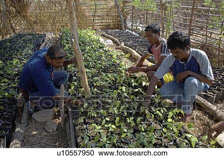 timor leste small nursery usi takeno east asia View Large Photo Image Stock Image - timor leste small nursery usi takeno east asia. Fotosearch