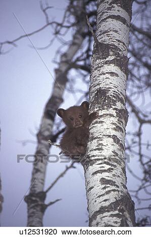 Stock Image -  tree bear cub up riding mountain national park. Fotosearch