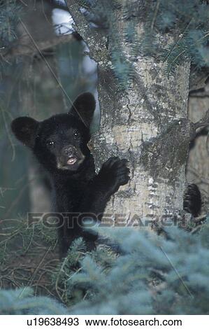tree bear cub up riding mountain national park View Large Photo Image Stock Image - tree bear cub up riding mountain national park. Fotosearch