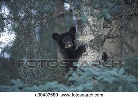 tree bear cub up riding mountain national park View Large Photo Image Stock Image - tree bear cub up riding mountain national park. Fotosearch