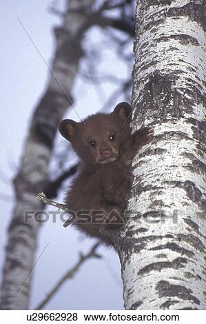 Stock Photo -  tree bear cub up riding mountain national park. Fotosearch
