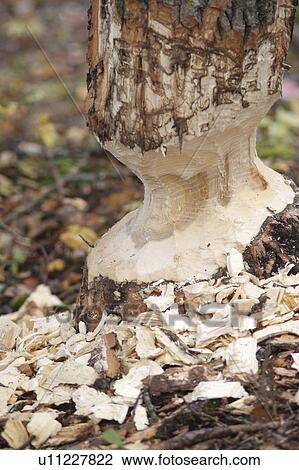 tree beaver gnawed duck mountain provincial park View Large Photo Image Stock Image - tree beaver gnawed duck mountain provincial park. Fotosearch