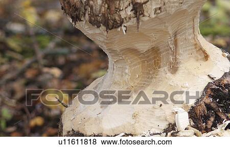 Stock Photo -  tree beaver gnawed duck mountain provincial park. Fotosearch