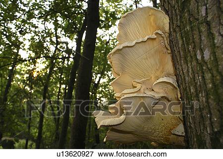 tree design food summer oyster mushroom white View Large Photo Image Stock Photo - tree design food summer oyster mushroom white . Fotosearch