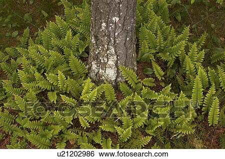 Stock Photograph -  tree design pattern around fern forest accessory . Fotosearch