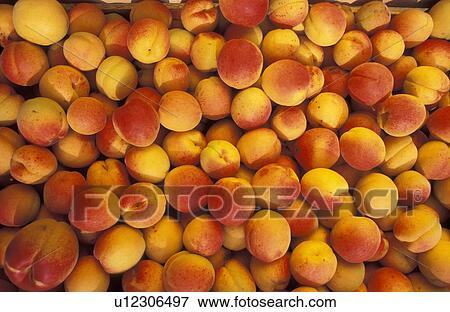 tree food fruit wachau austria lower apricot View Large Photo Image Stock Photo - tree food fruit wachau austria lower apricot. Fotosearch