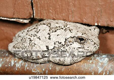 Stock Photography -  tree house nature gray frog hyla versicolor eye . Fotosearch