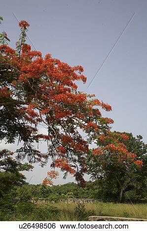 tree jamaica flame montego bay west indies view View Large Photo Image Stock Photograph - tree jamaica flame montego bay west indies view. Fotosearch