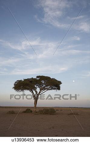 tree kenya landscape lonely amboseli national View Large Photo Image Stock Image - tree kenya landscape lonely amboseli national. Fotosearch