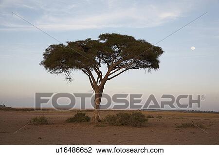 tree kenya landscape lonely amboseli national View Large Photo Image Stock Image - tree kenya landscape lonely amboseli national. Fotosearch