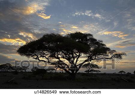 tree kenya sunset landscape large amboseli park View Large Photo Image Stock Photo - tree kenya sunset landscape large amboseli park. Fotosearch
