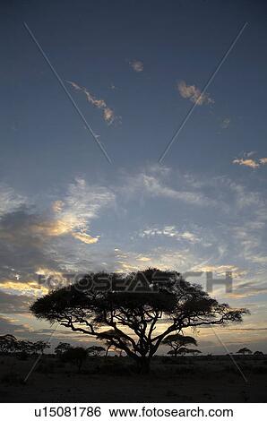 Stock Photograph -  tree kenya sunset landscape large amboseli park. Fotosearch
