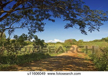 Stock Photo -  tree namuka bay coral coast fiji islands dirt. Fotosearch