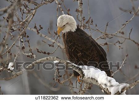 Stock Image -  tree nature bald eagle perched in bird prey wild. Fotosearch