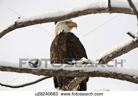 Stock Image -  tree nature bald eagle perched in bird prey wild. Fotosearch