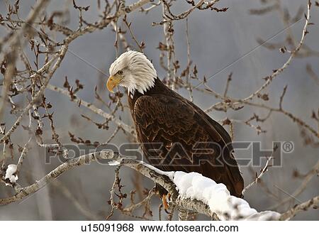 Stock Photo -  tree nature bald eagle perched in bird prey wild. Fotosearch