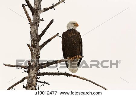 Stock Photo -  tree nature bald eagle perched in bird prey wild. Fotosearch