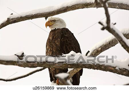 Stock Photo -  tree nature bald eagle perched in bird prey wild. Fotosearch