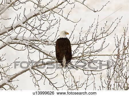 Stock Photograph -  tree nature bald eagle perched in bird prey wild. Fotosearch