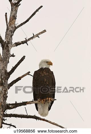 tree nature bald eagle perched in mature bird View Large Photo Image Stock Photograph - tree nature bald eagle perched in mature bird. Fotosearch