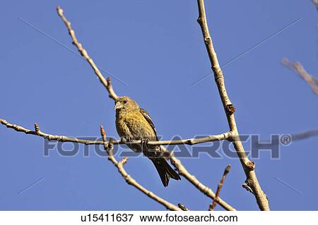 tree nature female crossbill perched in loxia View Large Photo Image Stock Photo - tree nature female crossbill perched in loxia. Fotosearch