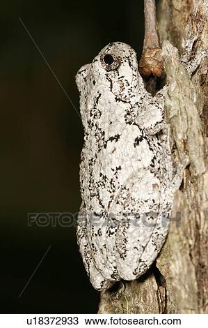 Stock Image -  tree nature gray frog hyla versicolor hylidae . Fotosearch
